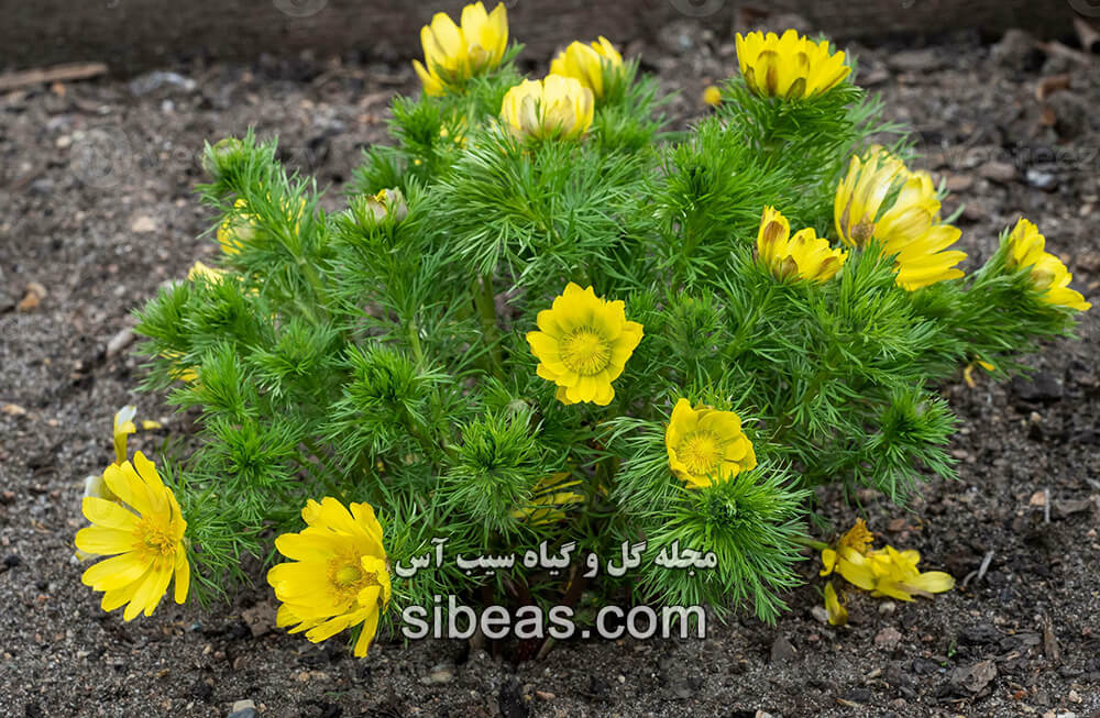 گیاه چشم قرقاول | سیب آس