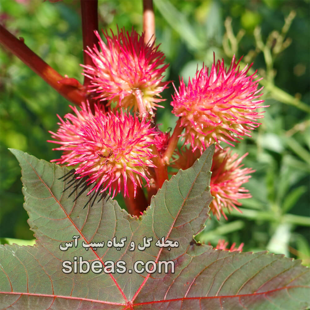 گیاه کرچک | سیب آس