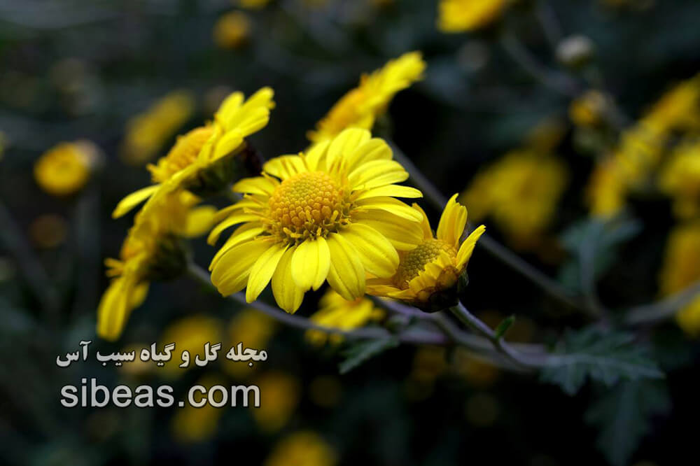 گیاه کریزانتموم افرودیت | سیب آس