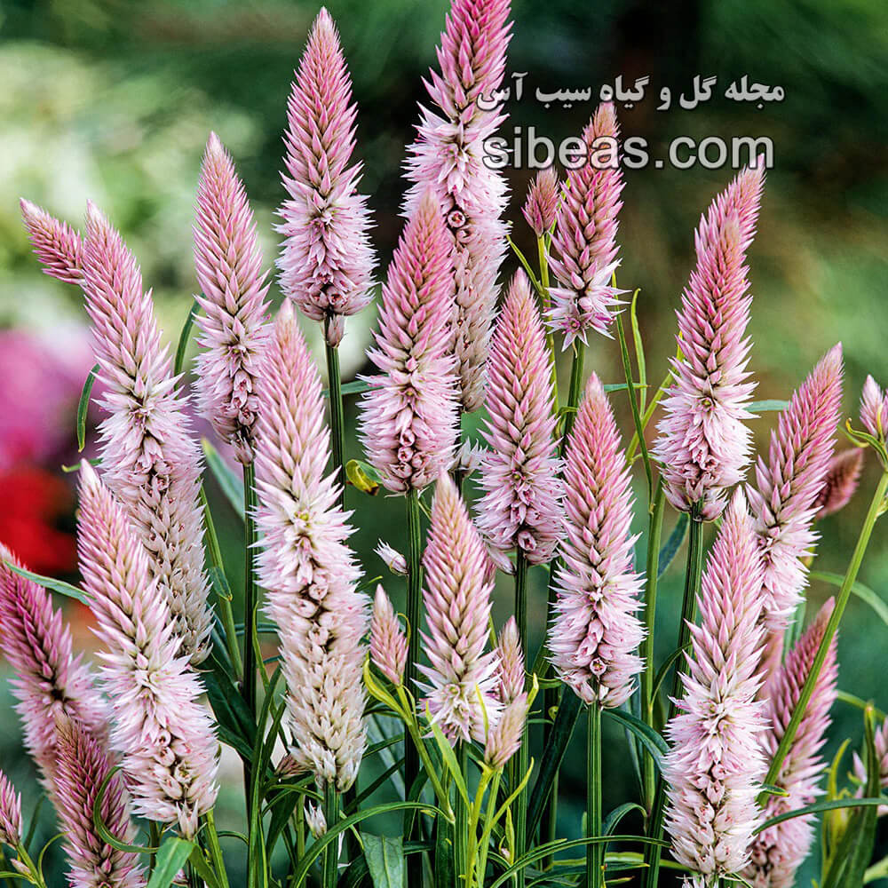گیاه کلوسیا | سیب آس