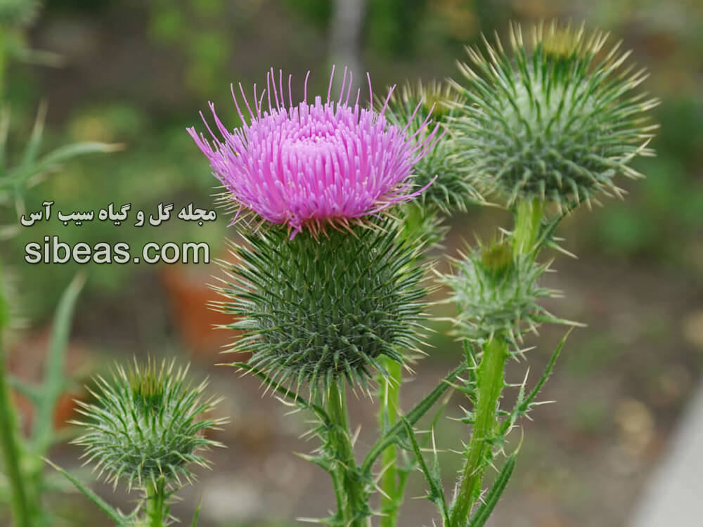 گیاه کنگر | سیب آس