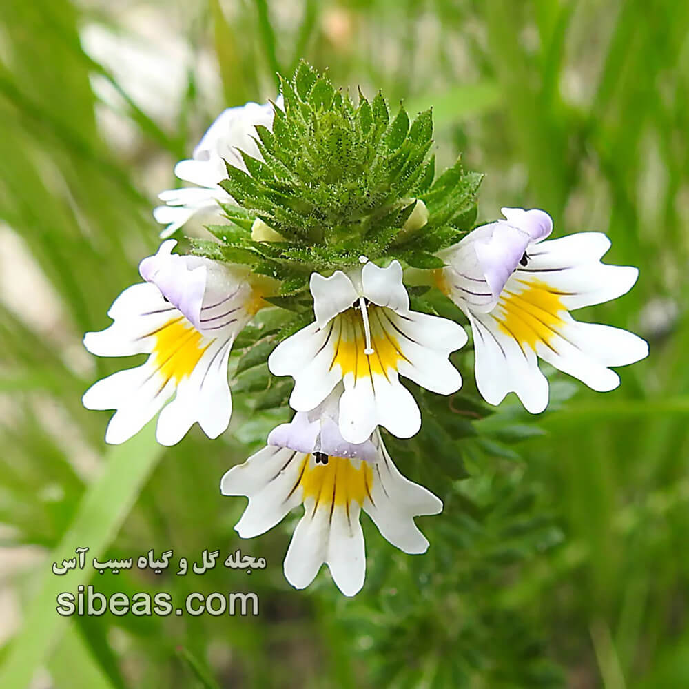 گیاه گل خوش | سیب آس
