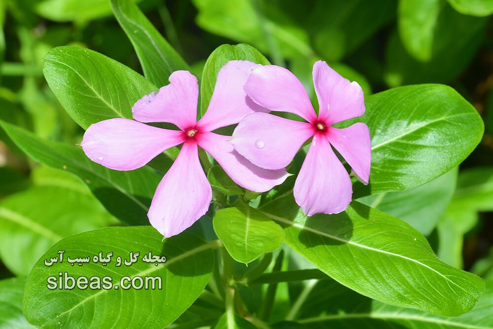 گیاه گل پریوش | سیب آس