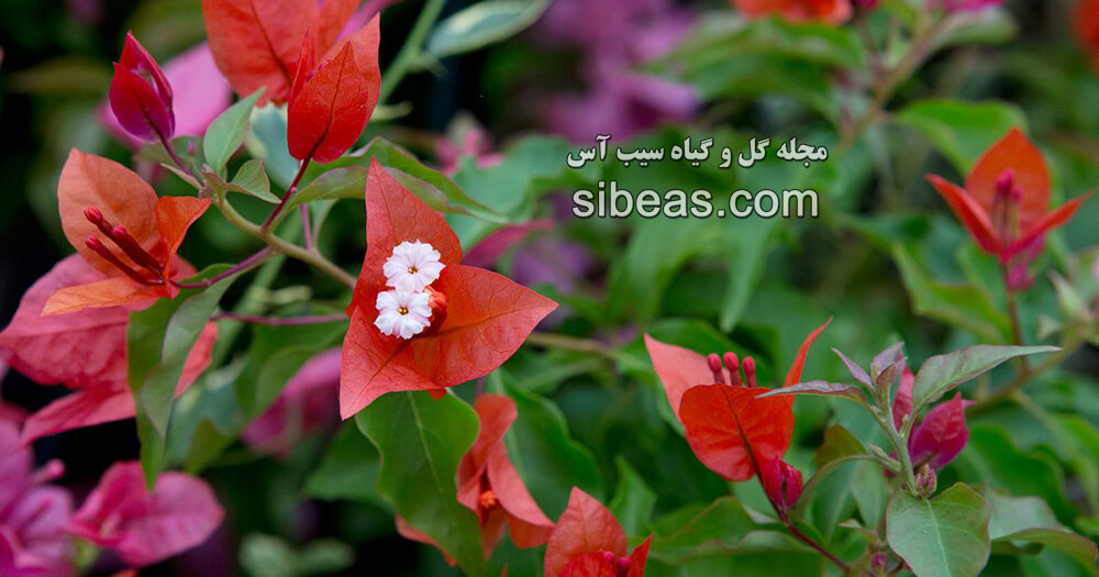 گیاه-گل-کاغذی-کبیر گیاه گل کاغذی کبیر | سیب آس