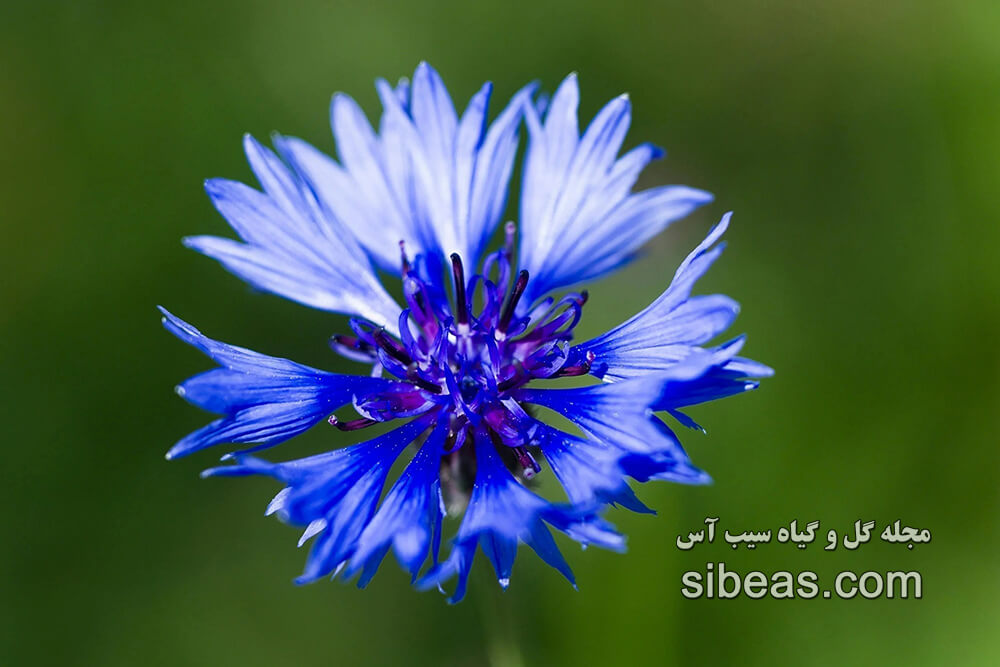 گیاه گل گندم | سیب آس