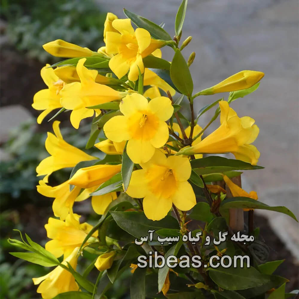 گیاه یاس زرد | سیب آس